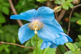 Image result for Scheinmohn