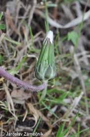 Attēlu rezultāti vaicājumam “Taraxacum suecicum”