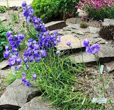 Attēlu rezultāti vaicājumam “Campanula persicifolia”