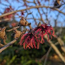 Attēlu rezultāti vaicājumam “Hamamelis mollis”