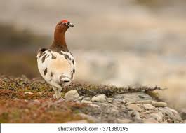 Attēlu rezultāti vaicājumam “Lagopus lagopus”