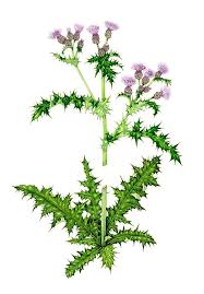 Attēlu rezultāti vaicājumam “Cirsium arvense flower”