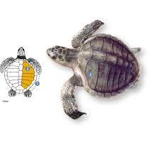 Image result for Lepidochelys olivacea