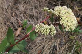 Attēlu rezultāti vaicājumam “Hylotelephium maximum flower”