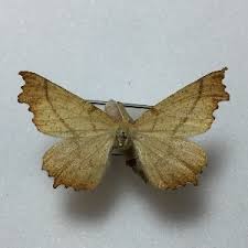 Attēlu rezultāti vaicājumam “Ennomos autumnaria male”