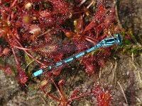 Attēlu rezultāti vaicājumam “Enallagma cyathigerum male”