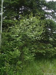 Attēlu rezultāti vaicājumam “Crataegus macracantha”