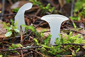 Attēlu rezultāti vaicājumam “Pseudohydnum gelatinosum”