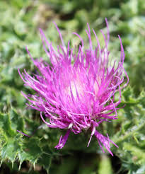 Attēlu rezultāti vaicājumam “Cirsium acaule leaf”
