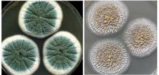 Attēlu rezultāti vaicājumam “Penicillium vulpinum”