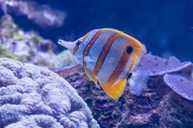 Image result for vissen