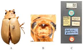 Attēlu rezultāti vaicājumam “Diderma simplex macro”