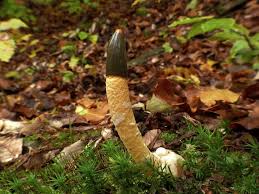 Attēlu rezultāti vaicājumam “Mutinus caninus”