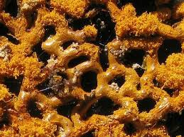 Attēlu rezultāti vaicājumam “Hemitrichia serpula”