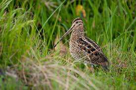 Attēlu rezultāti vaicājumam “Scolopax rusticola juvenile”