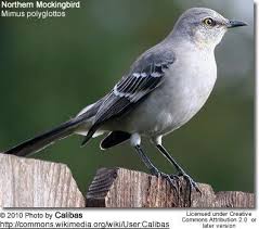 Image result for Mimus polyglottos