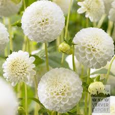 Image result for Dahlia `Snowflake`