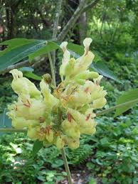 Attēlu rezultāti vaicājumam “Aesculus flava flower”