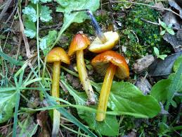 Attēlu rezultāti vaicājumam “Hygrocybe pseudoconica”