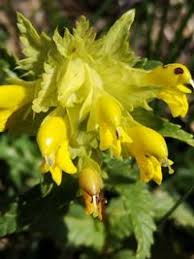 Attēlu rezultāti vaicājumam “Rhinanthus serotinus”