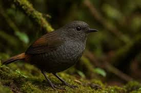 Image result for Numenius minutus