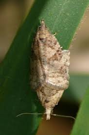 Attēlu rezultāti vaicājumam “Capua vulgana”