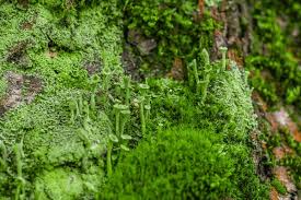Attēlu rezultāti vaicājumam “Cladonia fimbriata”