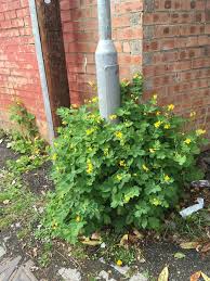Attēlu rezultāti vaicājumam “Chelidonium majus bud”