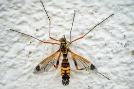 Attēlu rezultāti vaicājumam “Tipulidae male”