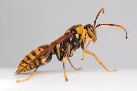 Attēlu rezultāti vaicājumam “Polistes”