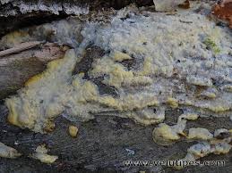 Attēlu rezultāti vaicājumam “Oxyporus corticola”