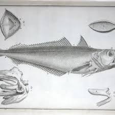 Image result for Merluccius merluccius