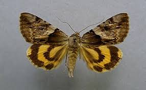 Attēlu rezultāti vaicājumam “Catocala fulminea”