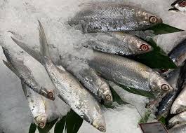 Image result for Chanos chanos