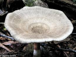 Attēlu rezultāti vaicājumam “Polyporus melanopus”