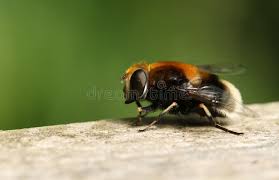 Attēlu rezultāti vaicājumam “Leucozona lucorum”