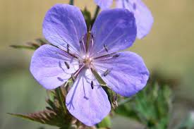Attēlu rezultāti vaicājumam “Geranium pratense flower”