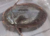 Attēlu rezultāti vaicājumam “Hydrochara caraboides”