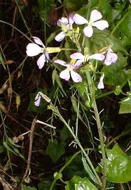 Attēlu rezultāti vaicājumam “Raphanus raphanistrum flower”