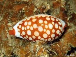 Attēlu rezultāti vaicājumam “Cribraria martinii”