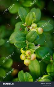 Attēlu rezultāti vaicājumam “Vaccinium vitis-idaea leaf”