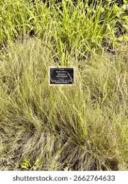 Attēlu rezultāti vaicājumam “Nardus stricta leaf”
