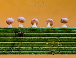 Attēlu rezultāti vaicājumam “Didymium spongiosum spores”