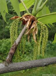 Attēlu rezultāti vaicājumam “Carya ovata fruit”