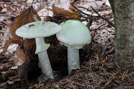 Attēlu rezultāti vaicājumam “Amanita citrina”