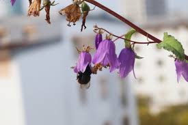 Image result for Glockenblumen