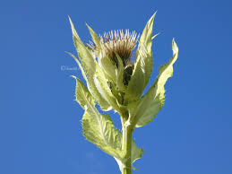 Attēlu rezultāti vaicājumam “Cirsium oleraceum flower”