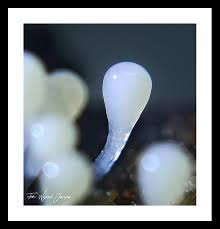 Attēlu rezultāti vaicājumam “Trichiaceae, Hemitrichiaceae, Arcyriaceae”