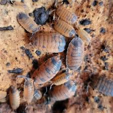 Attēlu rezultāti vaicājumam “Porcellio scaber”
