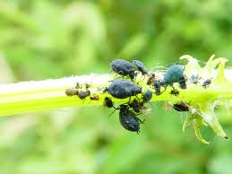 Attēlu rezultāti vaicājumam “Aphis jacobaeae”